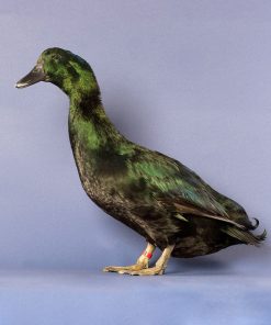 Cayuga Duck